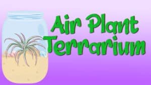 reads "Air Plant Terrarium" against a gradient background. A mason jar with sand, an air plant, and seashells is to the left of the title.